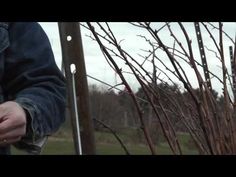 a man holding something in his hands near a fence and some trees with no leaves