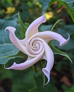 a pink flower with green leaves in the background