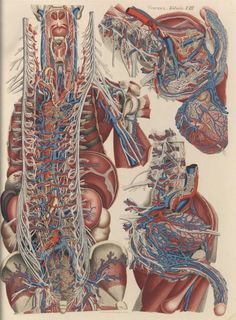 an illustration of the human body with blood vessels and veins attached to each other