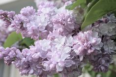 purple lilacs in a vase with green leaves