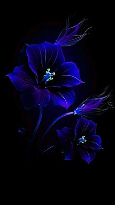 two purple flowers on a black background