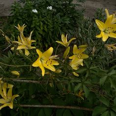 some yellow flowers are growing in the grass