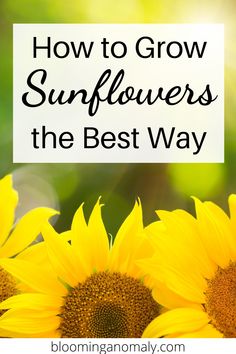 sunflowers with text overlay how to grow sunflowers the best way