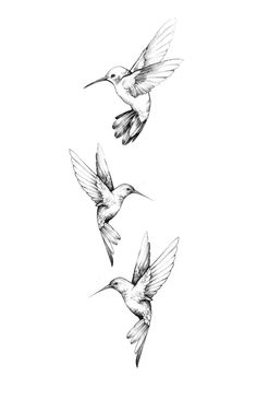 three birds are flying in the air