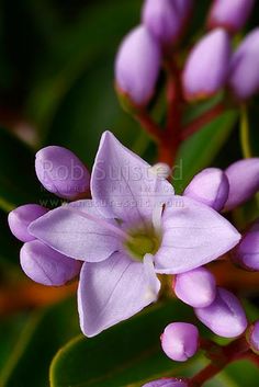 purple flowers with green leaves in the background