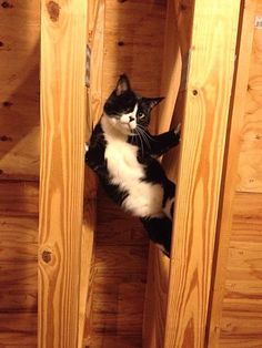 a black and white cat laying on its back in a wooden room next to a toilet