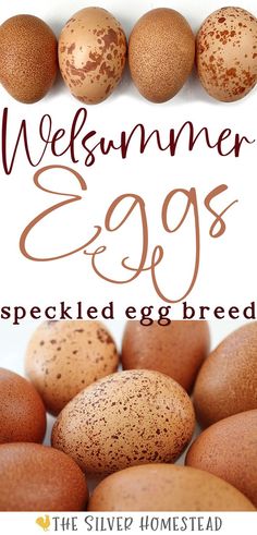 12 different purebred Welsummers chicken eggs with varying speckles on a white background with text that reads Welsummer egg colors Welsummer Chicken, Chicken Breeding, Eggs Image, Speckled Eggs, Crazy Chicken Lady, Hatching Eggs