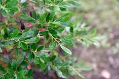 closeup of green leaves on a tree