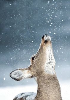 a deer in the snow looking up into the sky