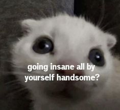 a white kitten looking up at the camera with an interesting caption in front of it