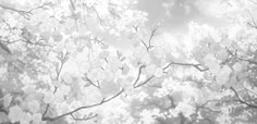 black and white photograph of tree branches with flowers in the foreground, looking up into the sky