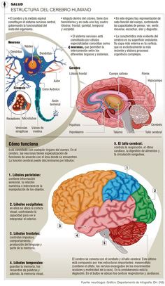 the anatomy of the human brain and its functions in each part of the body, including the