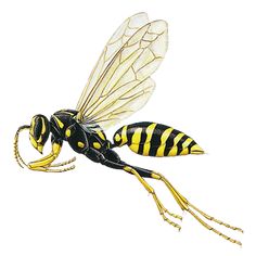 a black and yellow insect with stripes on it's back legs, flying in the air