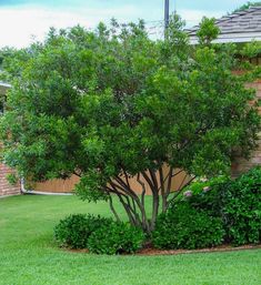 a small tree sitting in the middle of a lush green yard