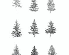 six different types of pine trees in black and white, each with their own line drawing