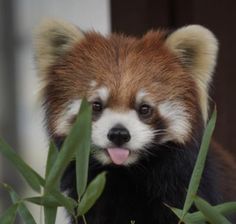 a brown and white panda bear sticking its tongue out from behind some green plants in front of a door