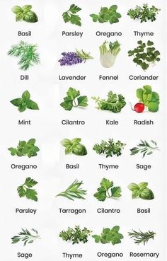 an image of herbs and their names