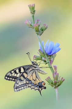 a butterfly sitting on top of a blue flower