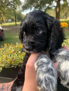 a small black and white puppy is being held by someone's hand with yellow flowers in the background