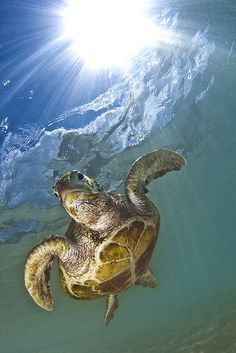 a turtle swimming in the water with its head above the water's surface and sunlight shining on it