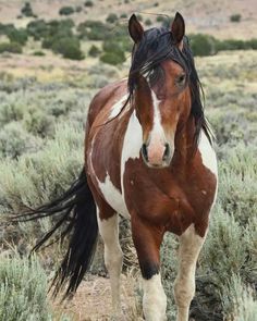 a brown and white horse standing on top of a dry grass covered field next to bushes