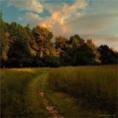 a dirt path in the middle of a field with tall grass and trees behind it