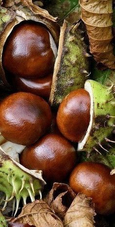 chestnuts and leaves on the ground with one half open to show its seed pods