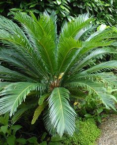 a large green plant sitting in the middle of a garden