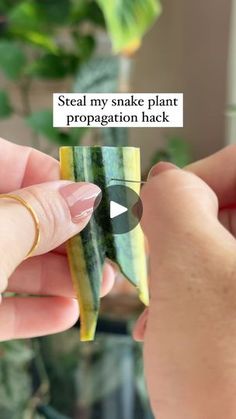 someone holding up a piece of paper with the words steal my snake plant propagation hack