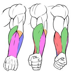 the muscles are shown in three different colors, including pink, green and blue with two hands holding each other