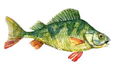 a watercolor painting of a fish on a white background