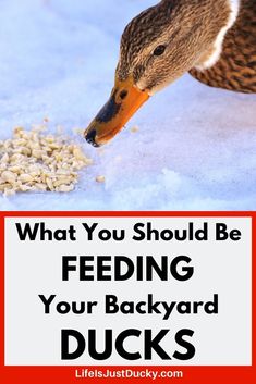 a duck eating food from the ground with text that reads, what you should be feeding your backyard ducks