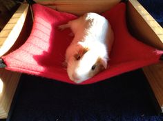 a white and brown guinea pig sitting in a red chair on top of blue carpet