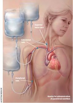 an image of the human body and its organ system, with labels on each side