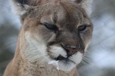 a close up of a mountain lion's face