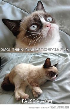 two different pictures of a cat with caption that says, omg i think i'm about to give a fock false alarm