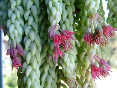 some pink and white flowers hanging from a tree