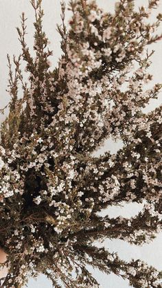 a person holding a bunch of flowers in their hand with the background white and gray