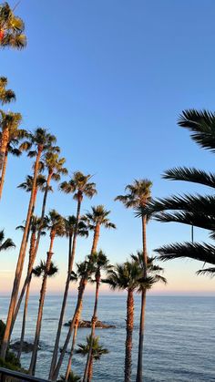 palm trees line the beach as the sun sets