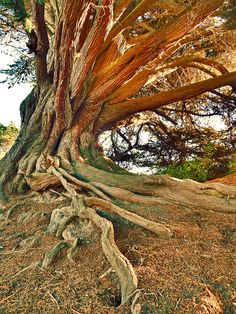 an old tree with very large branches and no leaves on the ground in front of it