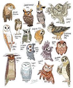 an image of many different kinds of owls