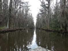 a boat traveling down a river next to trees covered in spanish moss and lichen