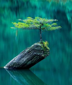 a bonsai tree sitting on top of a rock in the water with a quote about every thing has it's own beauty, but not everyone can see