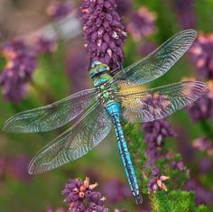 a blue dragonfly sitting on top of purple flowers