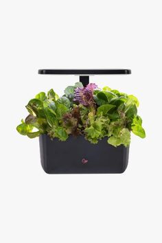 A black aerogarden with green plants growing out of it Aerogarden Pods, Indoor Hydroponic Gardening, Hydroponic Gardening System, Hydroponics Diy, Herb Garden Kit, Hydroponic Growing, Led Grow Light, Indoor Herb Garden, Indoor Gardens