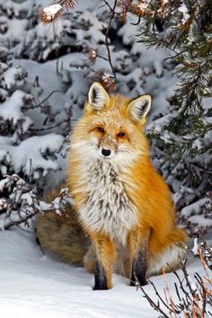 a red fox sitting in the snow next to some trees