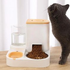 a gray cat standing next to a water dispenser with food in it