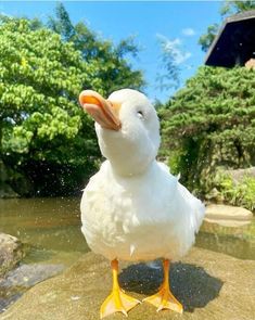 a white duck standing on top of a rock