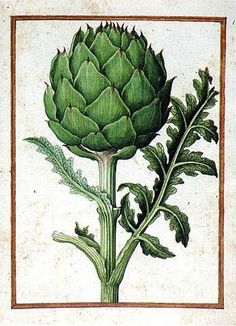 an artichoke is shown in this painting