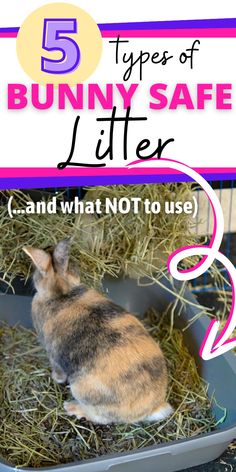 a bunny in a cage with the words 5 types of bunny safe litter and what not to use